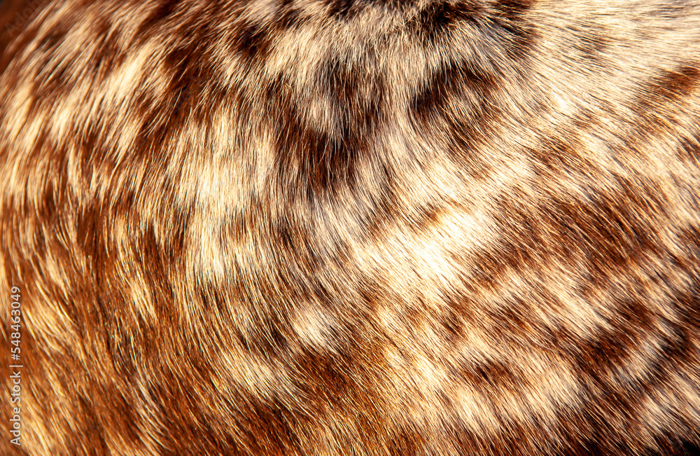 Beautiful spotted fur close-up. Texture of brown animal wool. Dog fur. Beautiful spotted fur close-up. Texture of brown animal wool. Dog fur.