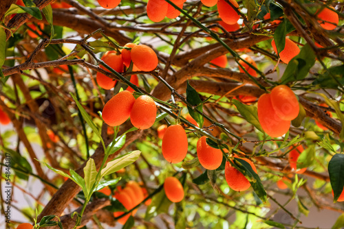 Beautiful Kumquat tree with fruits outdoors, closeup © Pixel-Shot