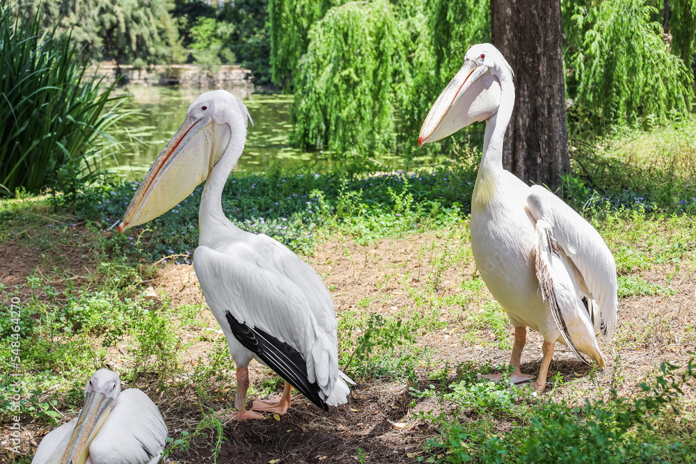 Beautiful pelicans in zoological garden Beautiful pelicans in zoological garden