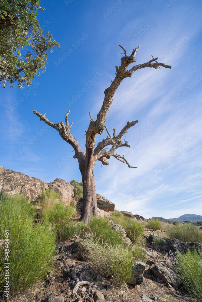 Dead tree isolated on a cludscape background