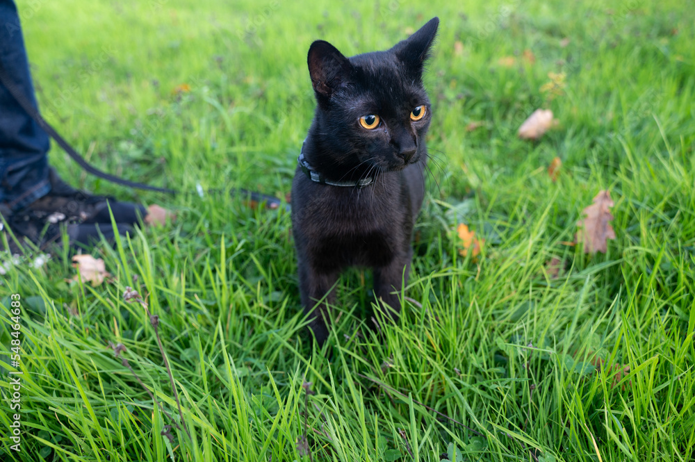 Black cat on a leash  in the green grass