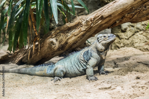 Fototapeta Naklejka Na Ścianę i Meble -  Exotic iguana in zoological garden