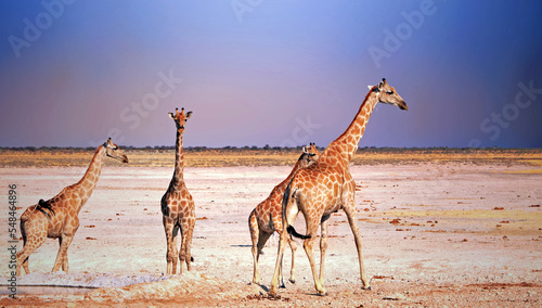 A tower of giraffe standing on the dry open plains in Etosha National Park  Namibia  Africa 