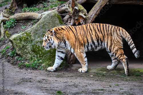 Sibirischer Tiger   Panthera tigris altaica  