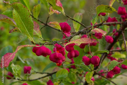 Euonymus europaeus european common spindle capsular ripening autumn fruits, red to purple or pink colors with orange seeds, autumnal colorful leaves