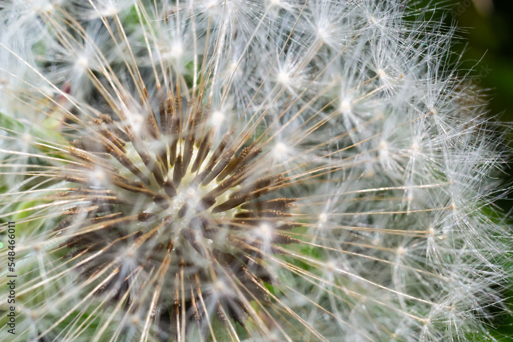 Fototapeta premium Dandelion abstract background. Beautiful white fluffy dandelions, dandelion seeds in sunlight. Blurred natural green spring background, macro, selective focus, close up