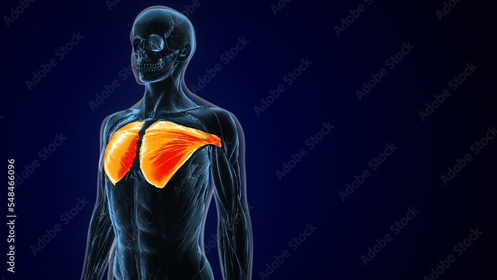 3D illustration of Pectoralis Major, Part of Muscle Anatomy.
3D illustration of Pectoralis Major, Part of Muscle Anatomy.