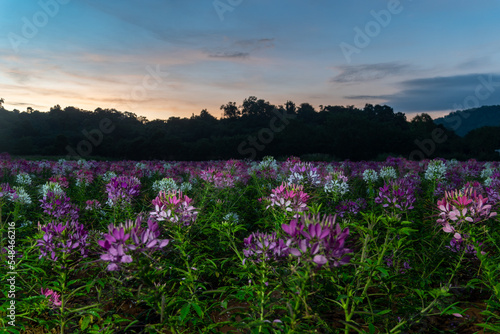 Colorful Spider flowers garden in the morning..colorful flowers planted in a large fields on the hill. cosmos flowers .are blooming in winter