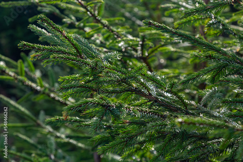 Soft focus and close up of the branches of a green spruce against the blurred background in the sunset light. Natural background and backdrop for design and decoration with copy space