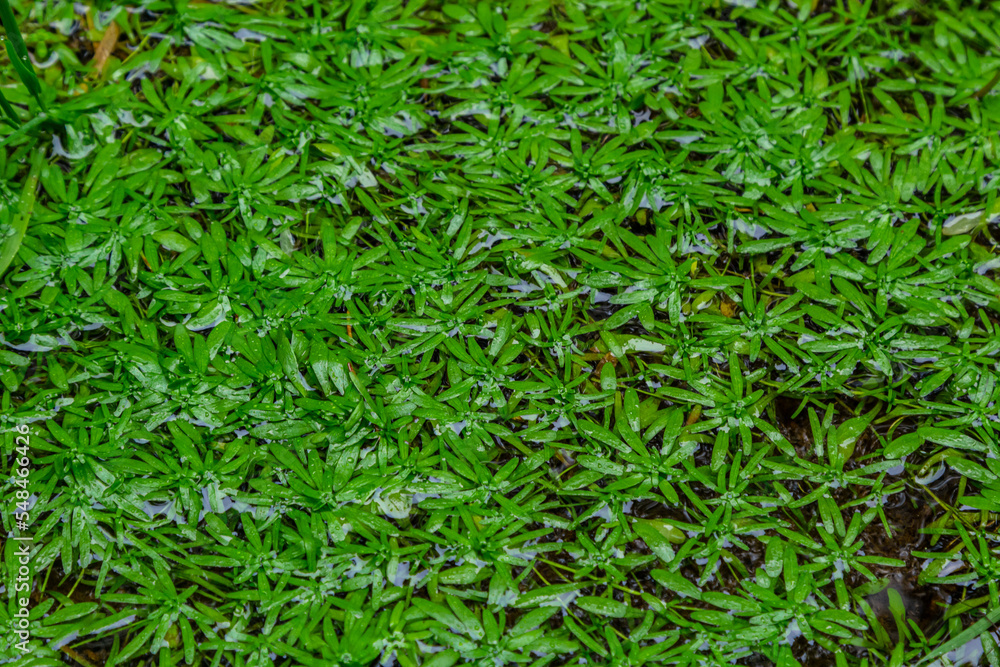 Callitriche palustris a marsh grass. underwater plants with floating rosettes or growing on wet mud Callitriche palustris a marsh grass. underwater plants with floating rosettes or growing on wet mud