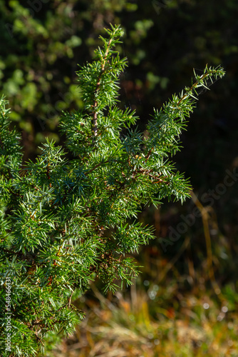 Juniperus communis, the common juniper, is a species of conifer in the family Cupressaceae. branches of common juniper Juniperus communis on a green blurred bokeh background