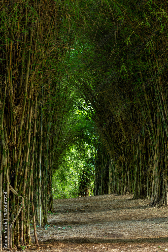 Tropical bamboo tunnel in Colombia. - stock photo Tropical bamboo tunnel in Colombia. - stock photo