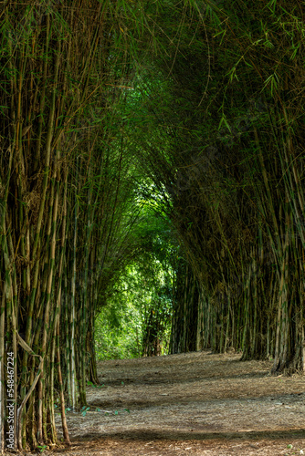 Tropical bamboo tunnel in Colombia. - stock photo