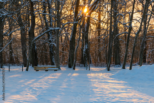 Sun shining through the trees in winter forest. Beautiful cold landscape scenery.