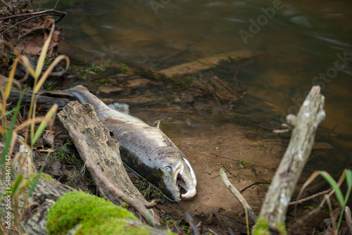 Bild auf Leinwand Large Atlantic salmon laying on the river shore
