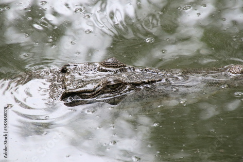 Saltwater Crocodile looking menacingly from the water © Khoh Zhi Wei