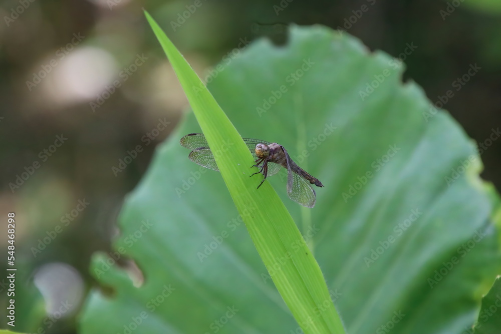 Scarlet Skimmer Dragonfly on a stem or leaf Scarlet Skimmer Dragonfly on a stem or leaf