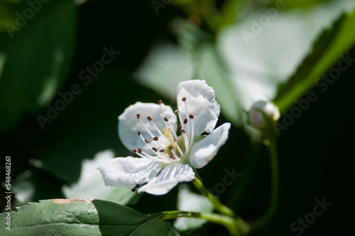 white flower on a Hawthorn tree