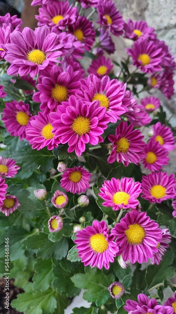 pink chrysanthemum pink chrysanthemum