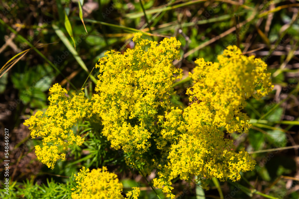 Obraz premium Galium verum is a herbaceous perennial plant of the family Rubiaceae. Flowering meadow, fragrant, honey plants