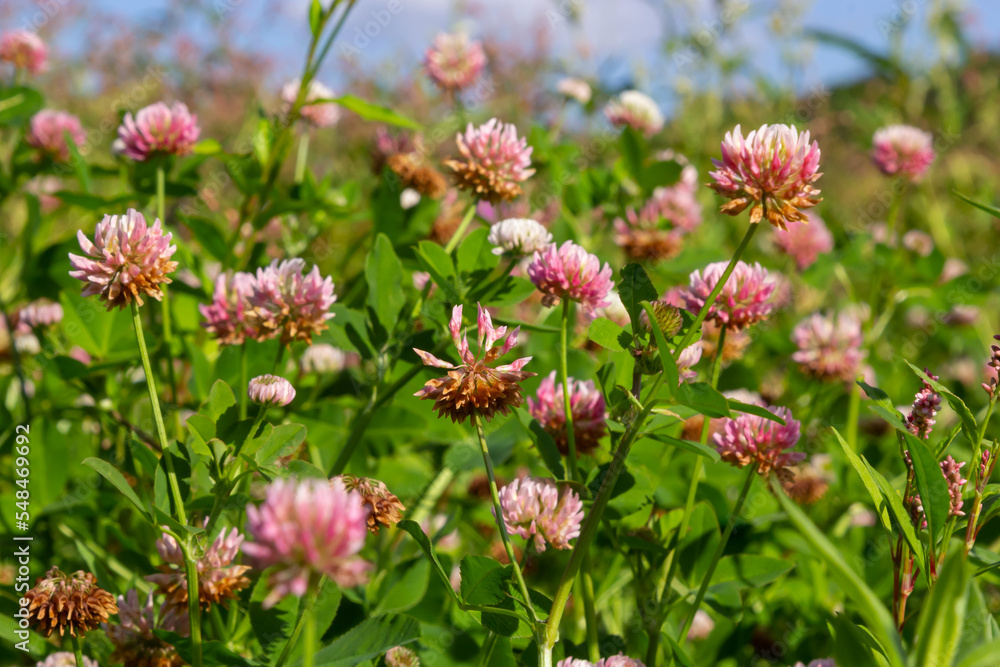Flowers of alsike clover Trifolium hybridum plant in green summer meadow Flowers of alsike clover Trifolium hybridum plant in green summer meadow