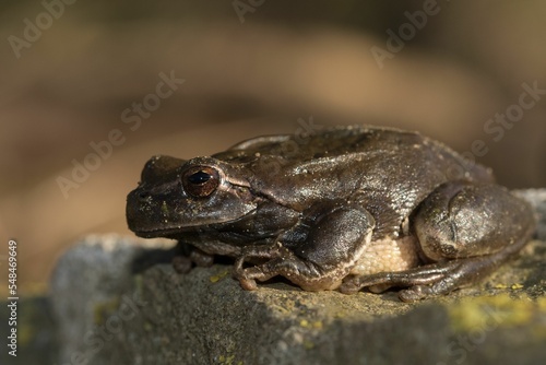 Closeup shot of a sticky Mediterranean tree frog (Hyla meridionalis) photo