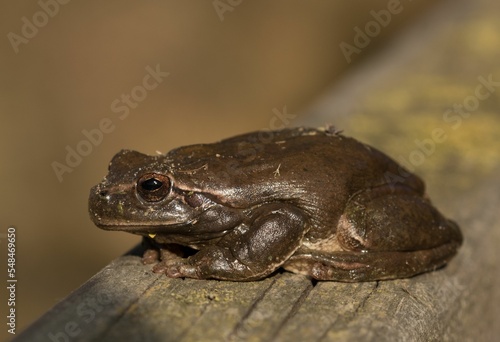 Closeup shot of a sticky Mediterranean tree frog (Hyla meridionalis) photo