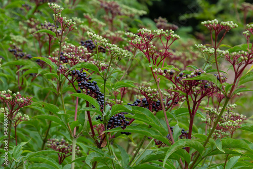 Sambucus ebulus is a poisonous perennial herb. It can also be used as a medicinal plant