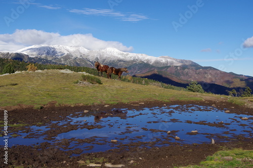 Cheval de montagne type Mérens sur fond de montagne en neige des Pyrénées