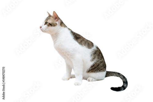 black and white cat Isolate on transparent background PNG file photo