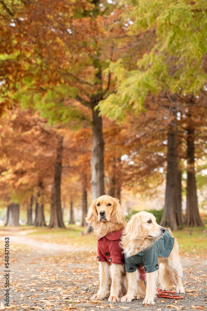 Obraz premium 舎人公園／ゴールデンレトニエル