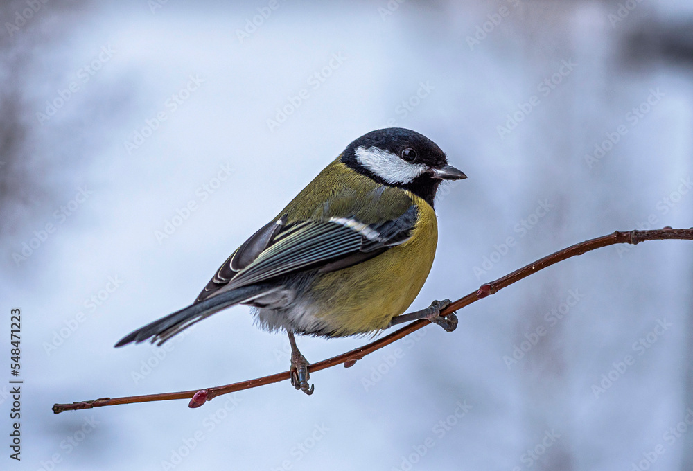 Obraz premium A bird of tits sits on the tip of a thin branch of a shrub in winter