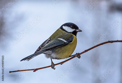 A bird of tits sits on the tip of a thin branch of a shrub in winter