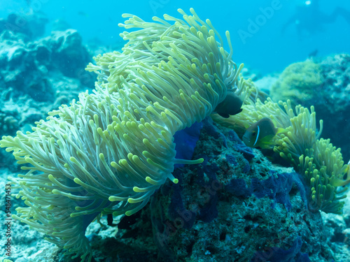 Clownfish in the sea anemone in the depths of the Indian ocean, Maldives