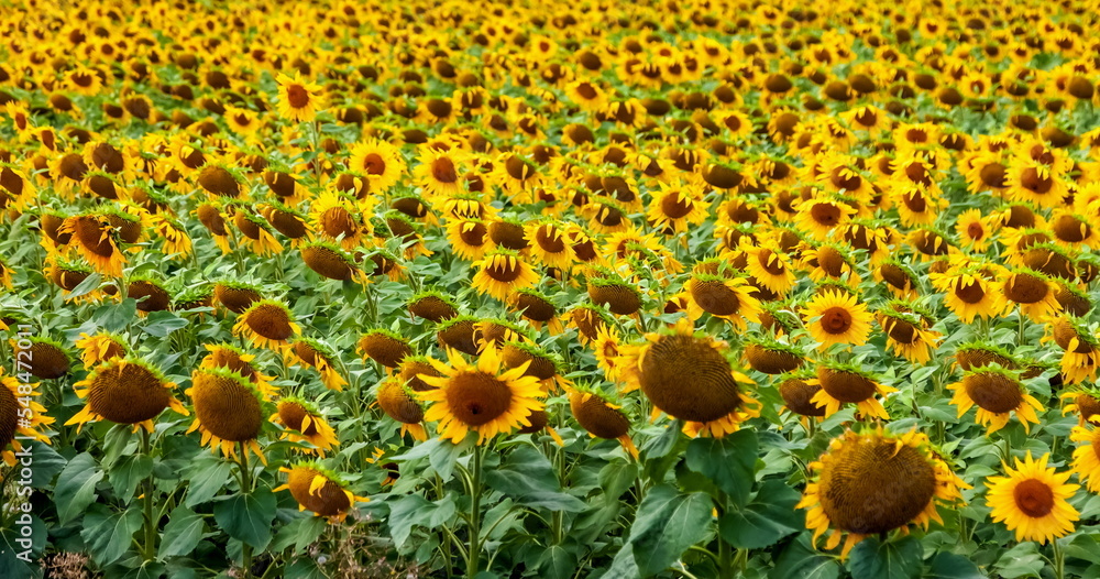 Field of yellow flowers Sunflower in summer Field of yellow flowers Sunflower in summer