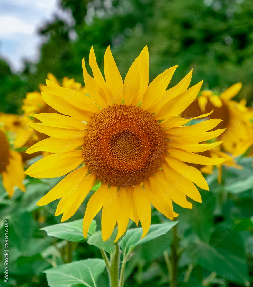Yellow Sunflower flower close-up on the background of the forest and the sky in summer Yellow Sunflower flower close-up on the background of the forest and the sky in summer