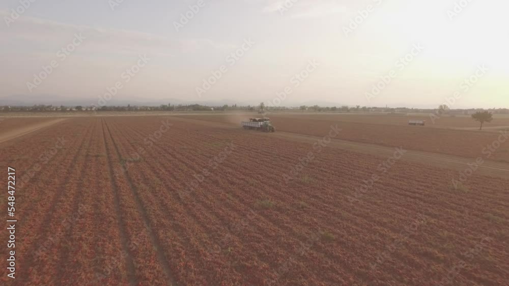 Tomato harvester loading a trailer with fresh ripe Red Tomatoes, Top down aerial follow footage. Tomato harvester loading a trailer with fresh ripe Red Tomatoes, Top down aerial follow footage.
