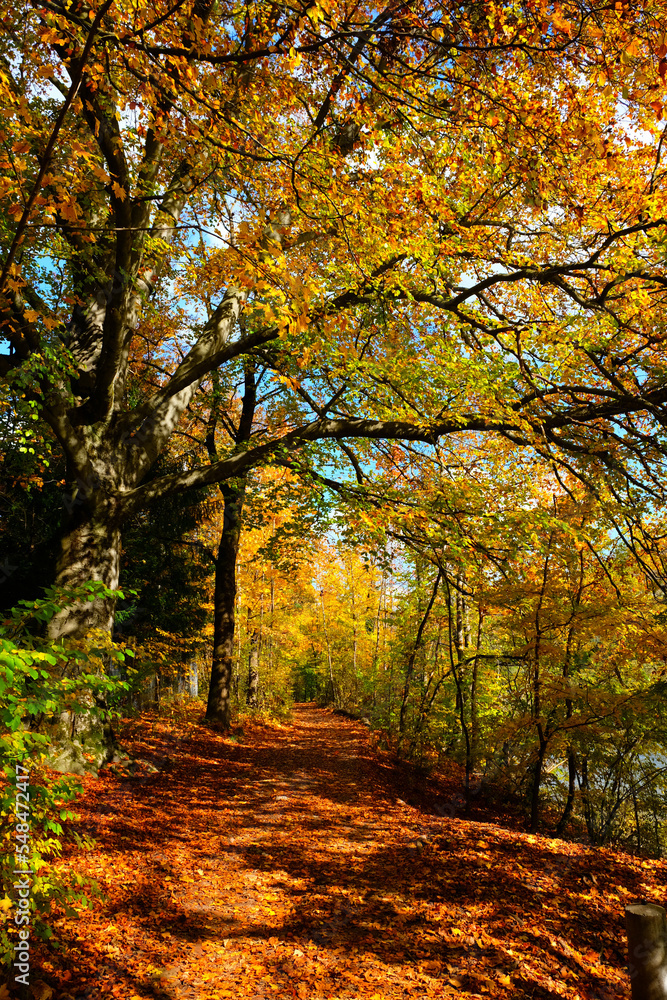 Obraz premium Herbstlaub im Sonnenschein