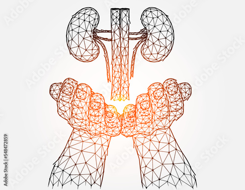 Polygonal vector illustration of a hand with human kidneys. Organ donation concept.