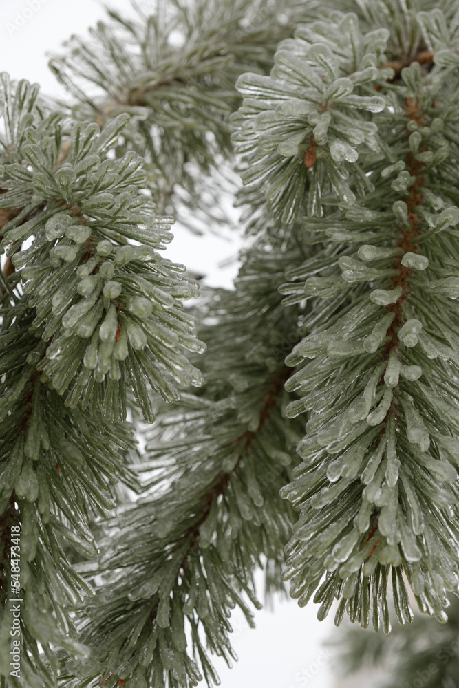Ice rain. freezing rain. Frozen needles ate. Christmas tree in ice.