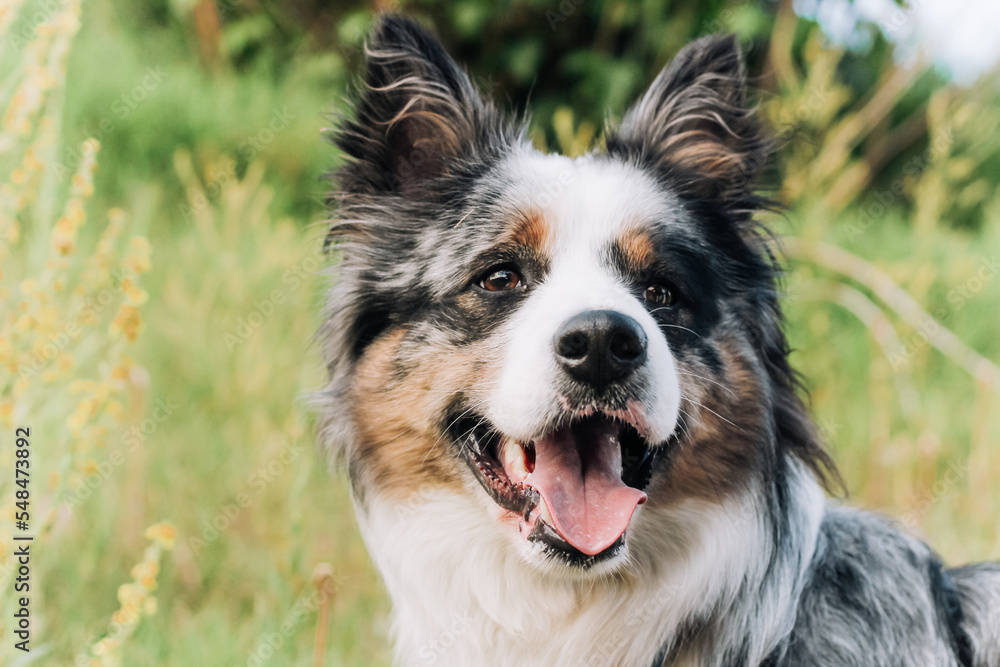 A dog of the Australian Shepherd breed with brown eyes on a walk, close-up. A dog of the Australian Shepherd breed with brown eyes on a walk, close-up.