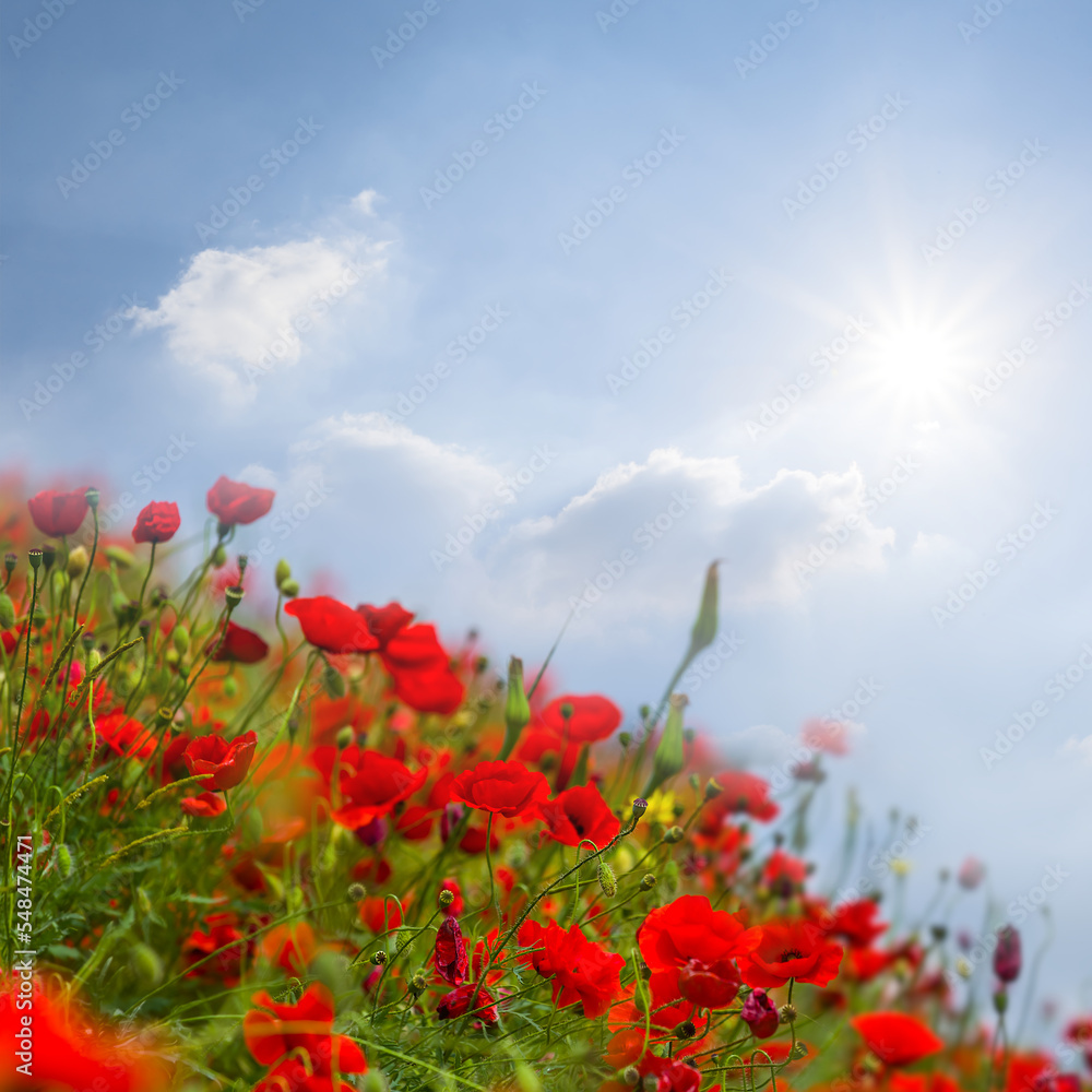 red poppy flowers growth on hill slope in light of sparkle sun