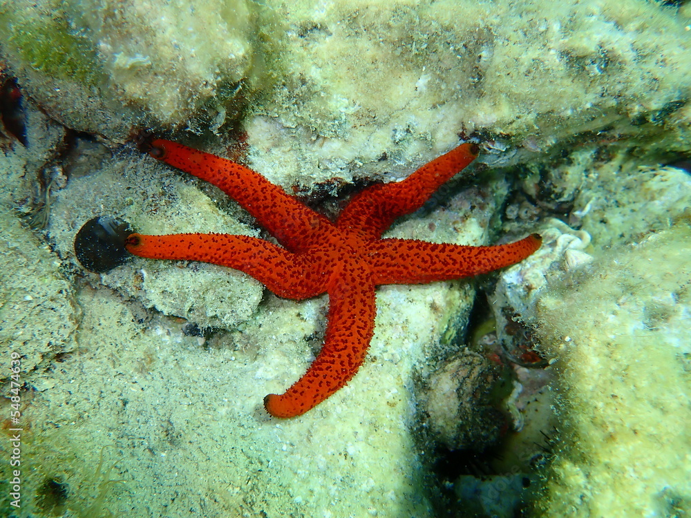 Mediterranean red sea star or red sea star, red starfish (Echinaster sepositus) undersea, Aegean Sea, Greece, Thasos island Mediterranean red sea star or red sea star, red starfish (Echinaster sepositus) undersea, Aegean Sea, Greece, Thasos island