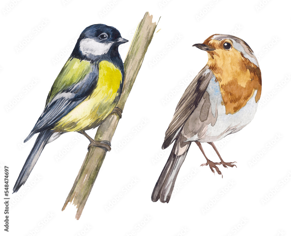 Watercolor set of birds. Titmouse and robin. Wintering birds. Winter and spring birds. Elements on a white background for the design and decoration of packaging, paper, textiles.