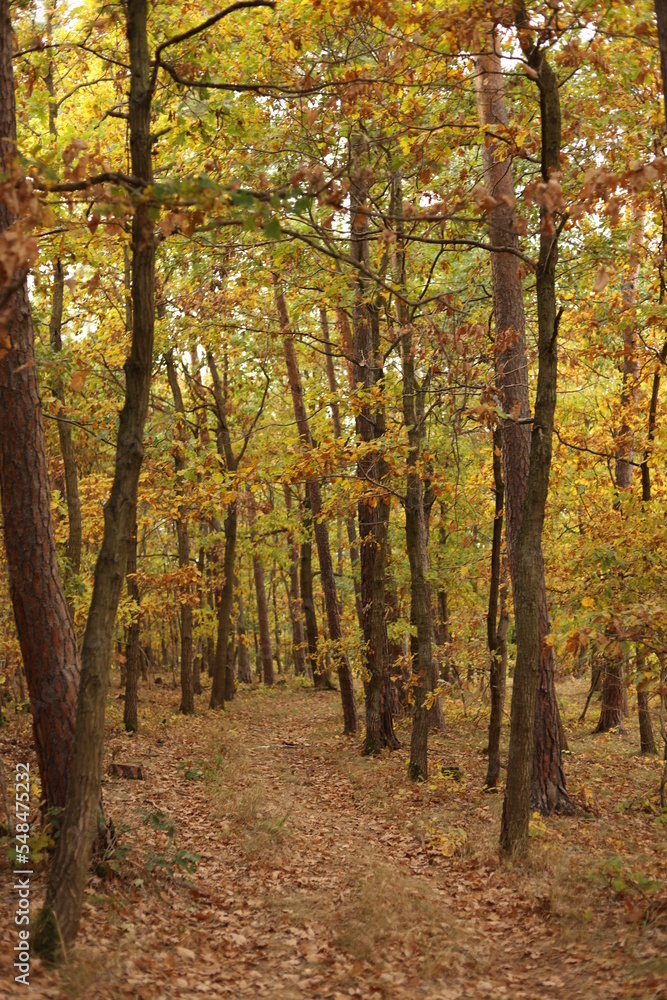 Fototapeta premium autumn in the forest