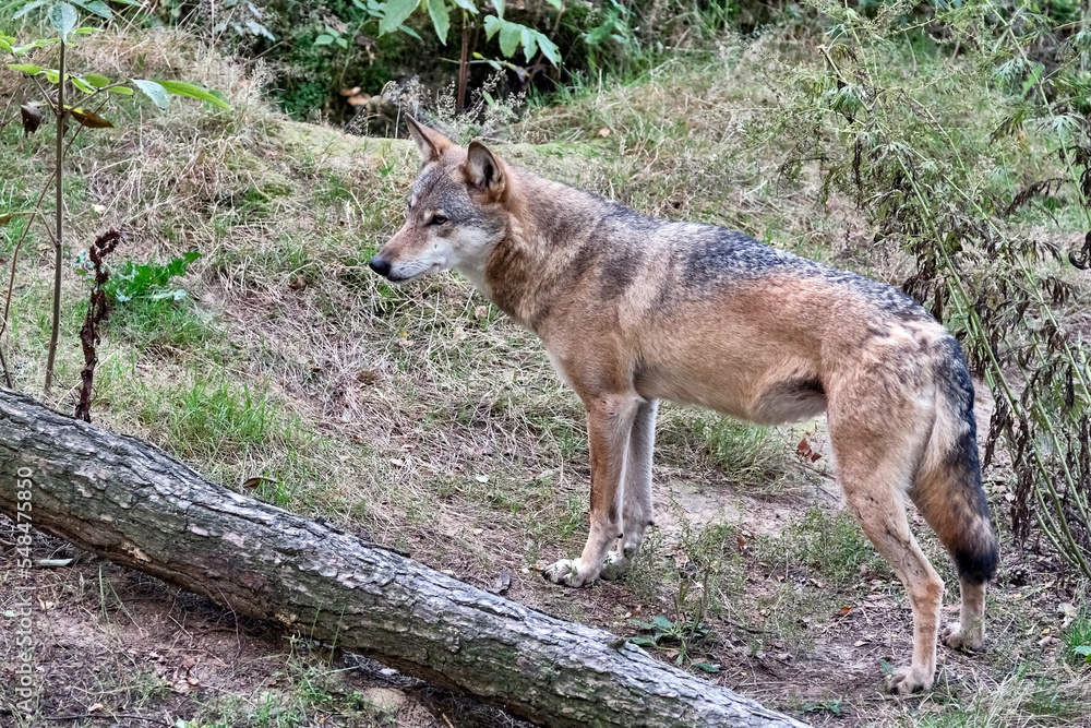 Obraz premium Europäischer Wolf ( Canis lupus ).