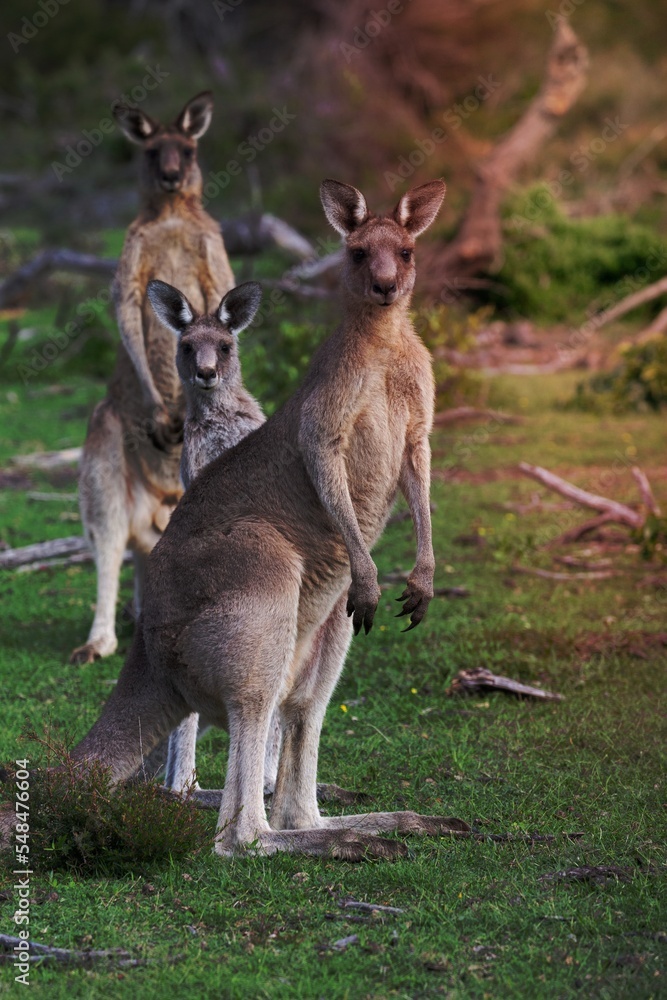 Three kangaroos in Australian bush land