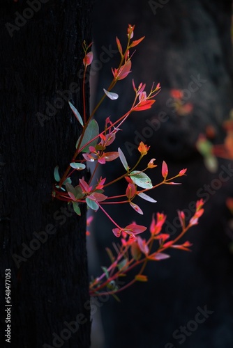 New leaf growth on a burnt tree after bush fire photo