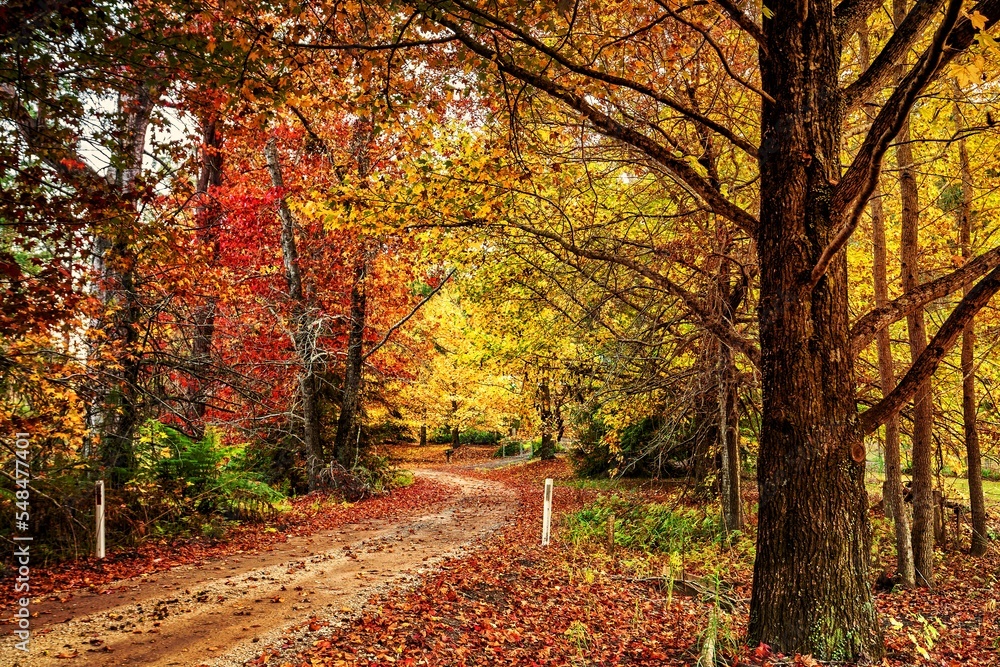 Obraz premium Autumn colour in Blue Mountains Australia