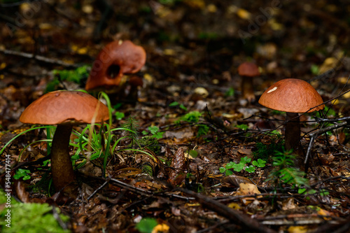 A group of porcini mushrooms among leaves and moss in the autumn forest, silent mushroom hunting.